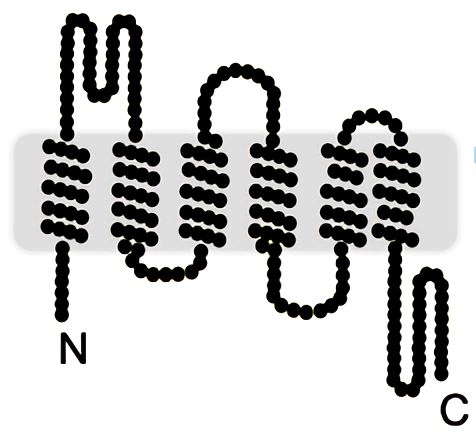 A putative topology of TMEM150C predicted by the TMHMM program. Each dot represents an amino acid in mouse TMEM150C.