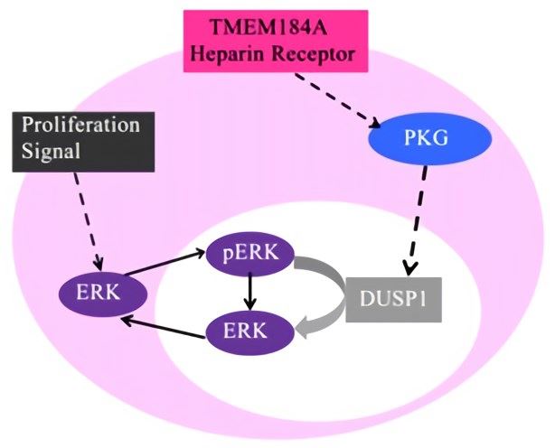 Signaling pathway for heparin receptors. Heparin interacts with TMEM184A and leads to an increase in DUSP1 and a decrease in ERK activation. 