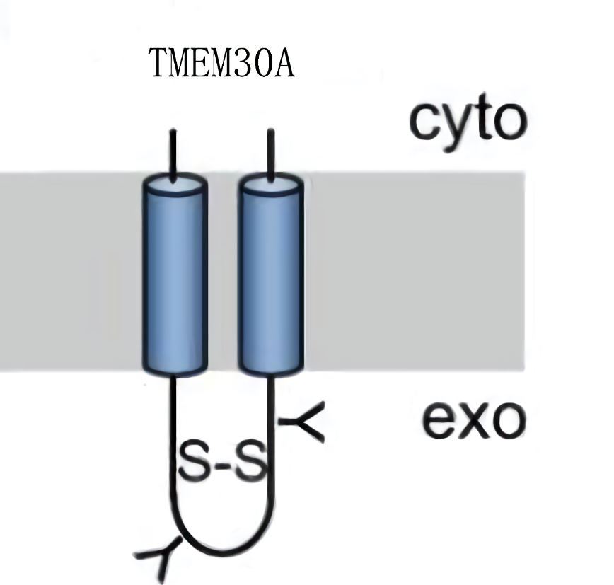 Schematic representation of TMEM30A structure in the membrane.