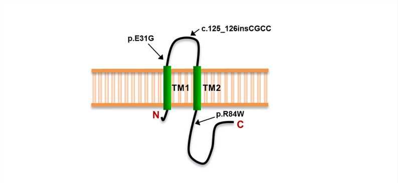 TMIE Membrane Protein Introduction