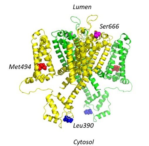 A structural model of human TPC2.