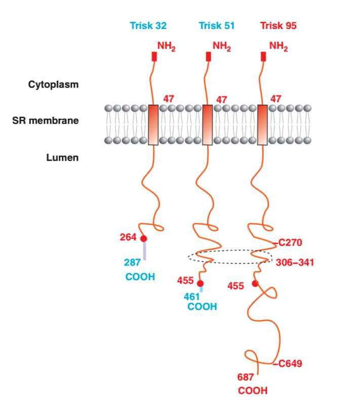 TRDN Membrane Protein Introduction