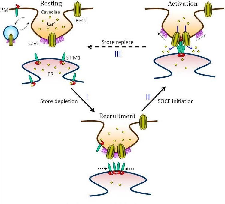 Steps in TRPC1 channel activation.