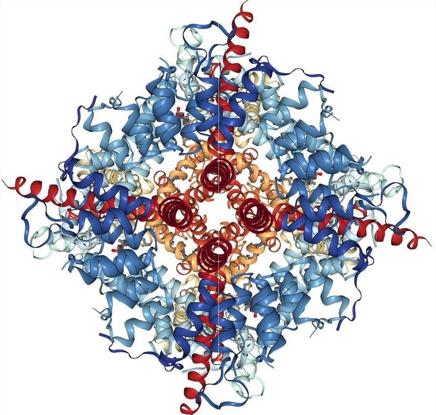 Electron cryo-microscopy structure of the canonical TRPC4 ion channel.