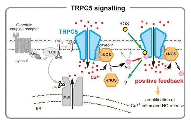 Schematic representation of TRPC5 signaling.