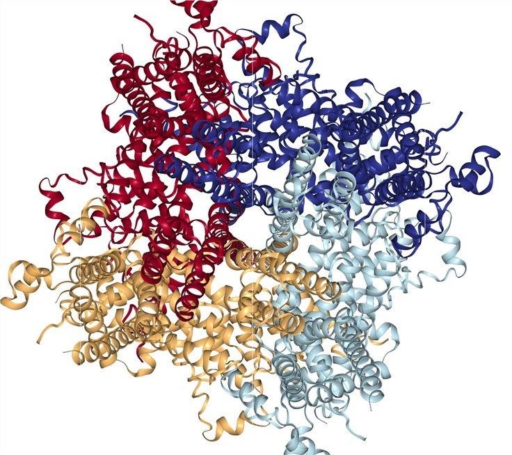 Cryo-EM structure of human TRPC6 at 3.8A resolution.