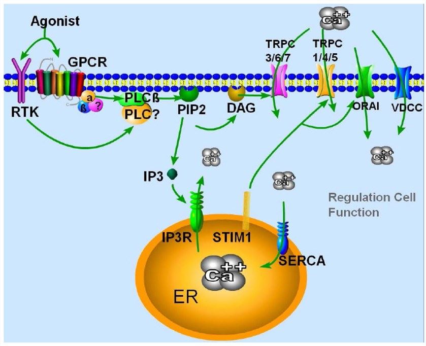 Activation and regulation of TRPC channels.