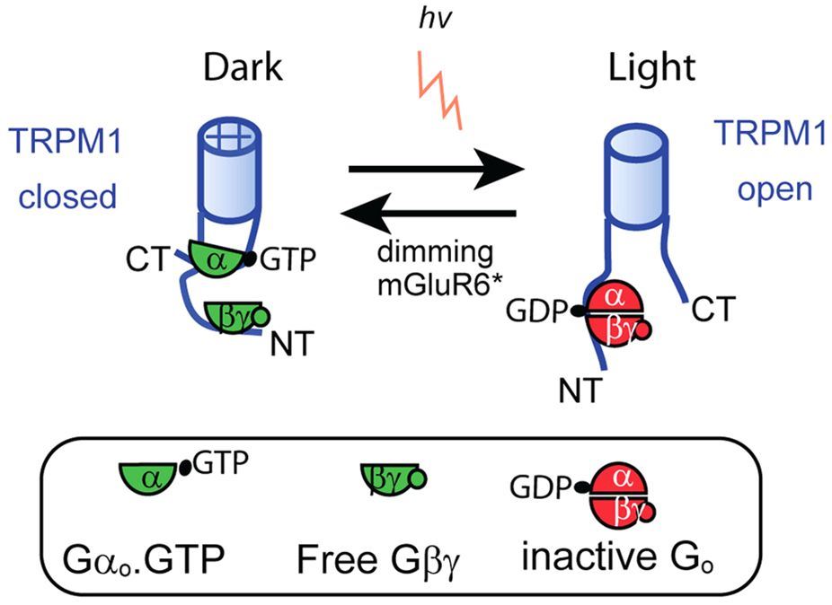 The TRPM1 channel in ON-bipolar cells.