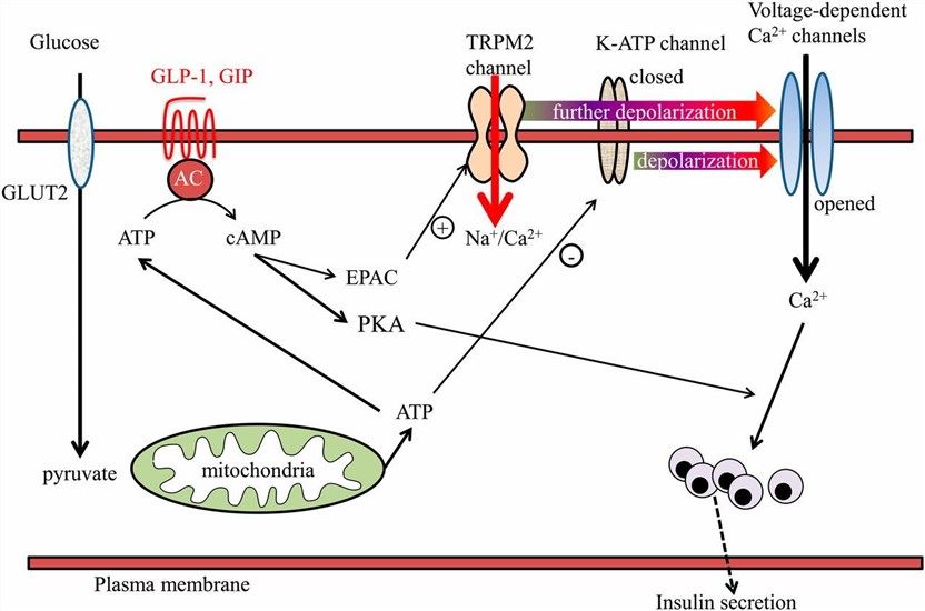 Schematic model of TRPM2 involved in insulin secretion.