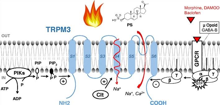 Schematic representation of the molecular mechanisms of TRPM3 modulation.