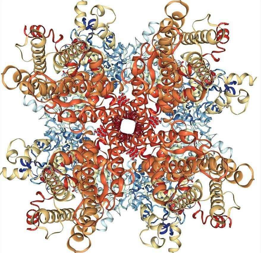 Cryo-EM structure of a human TRPM4 channel in complex with calcium and decavanadate.