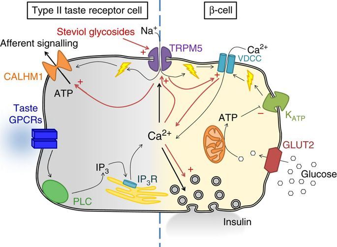 Schematic overview of intracellular pathways in type II taste receptor cells and pancreatic β-cells.