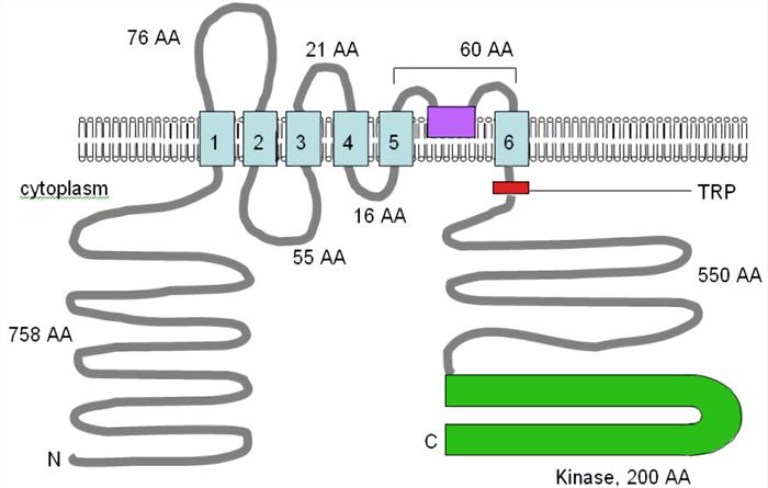 Schematic representation of TRPM6 structure in the plasma membrane.