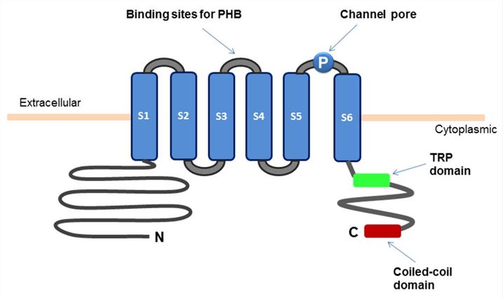 Schematic representation of TRPM8 structure in the plasma membrane.