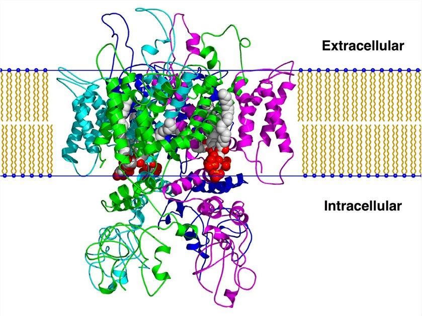 The simulated model of TRPV1 based on a homology model.