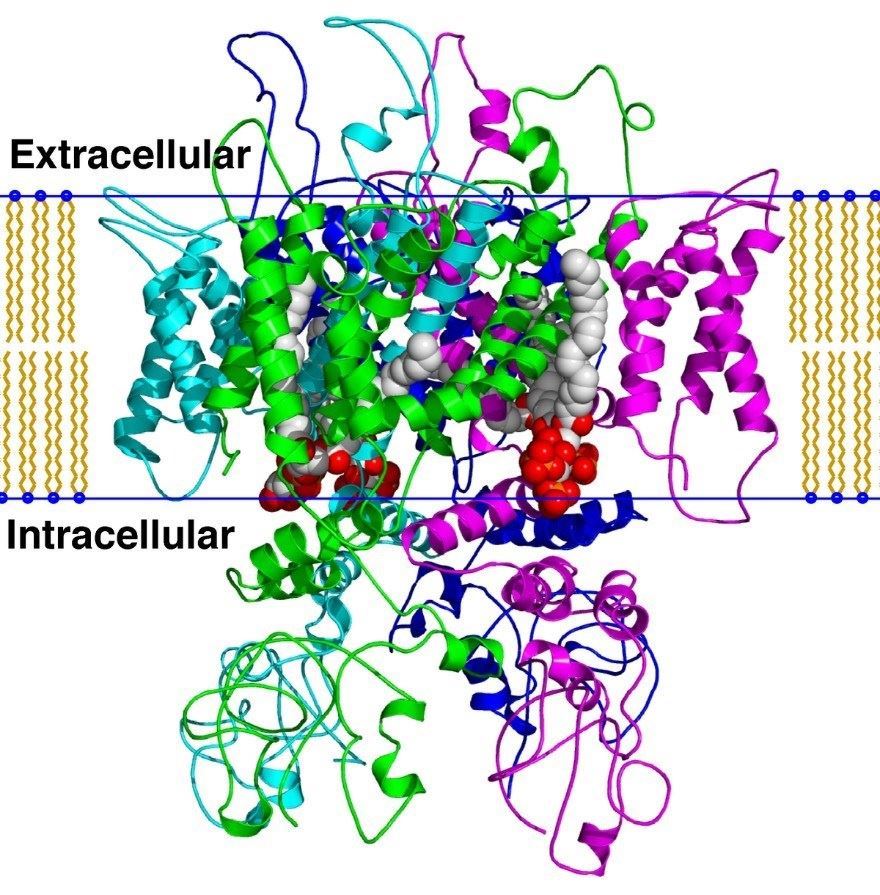TRPV2 Membrane Protein Introduction
