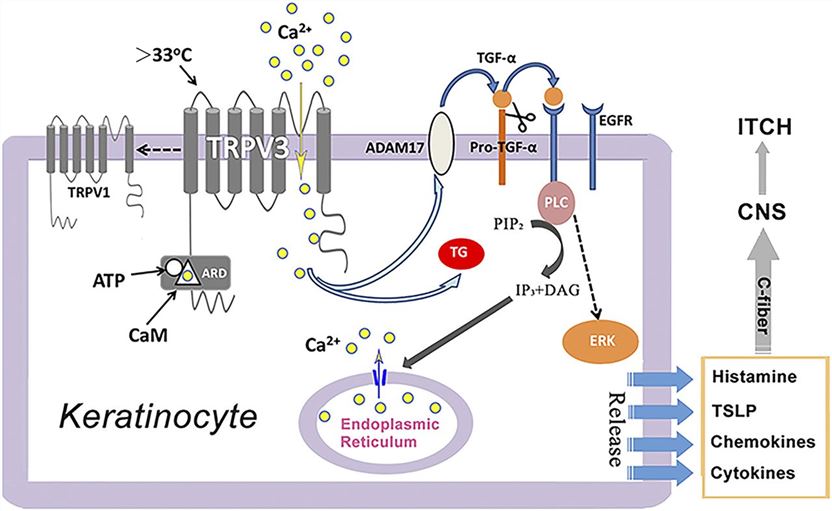 Proposed role of TRPV3 in itch signaling and hair growth.