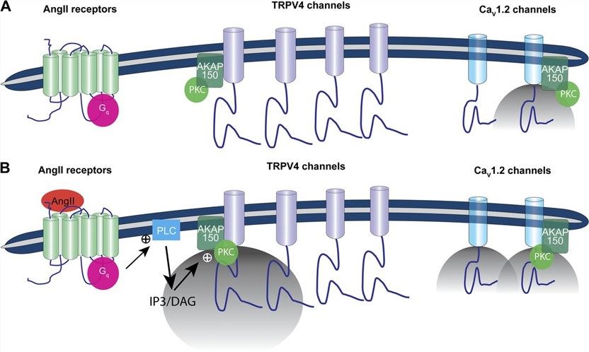 Proposed model for the local control of TRPV4 channels in arterial myocytes.
