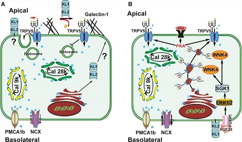 Models of the regulation of apical membrane TRPV5 in renal distal tubules by Klotho and FGF23. 