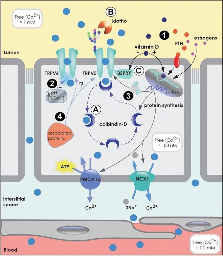 Integrated model of active epithelial Ca²⁺ transport.