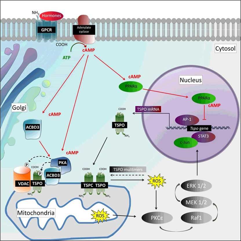 TSPO Membrane Protein Introduction