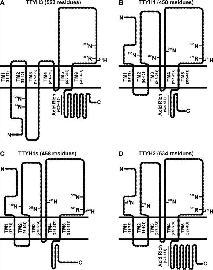 Previously predicted membrane topology and structural features of Tweety family proteins.