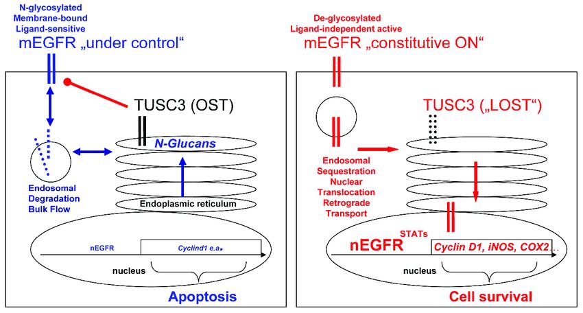 TUSC3 Membrane Protein Introduction