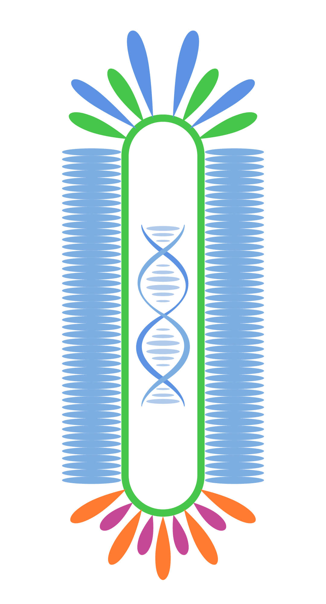 Phage. (Creative Biolabs Original)