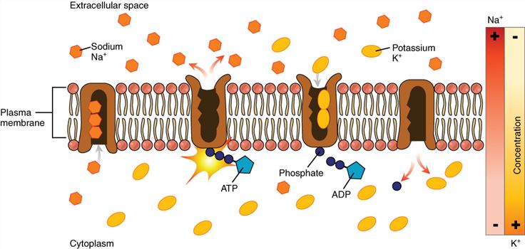 Illustration of transporters
