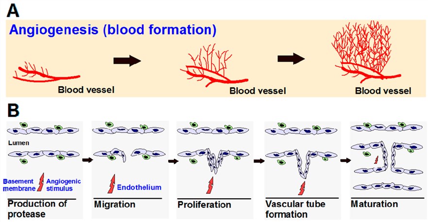 Fig.1 Angiogenesis process. (Rajabi & Shaker, 2017)