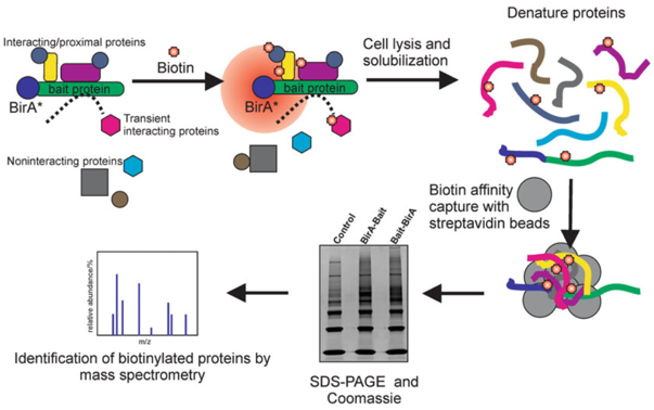 BioID workflow for the identification of direct and proximal protein-protein interactions.