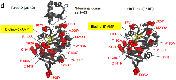 E. coli biotin ligase structure with sites mutated in TurboID (left) and miniTurbo (right) shown in red.