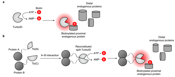Proximity-dependent biotinylation catalyzed by TurboID and split-TurboID.