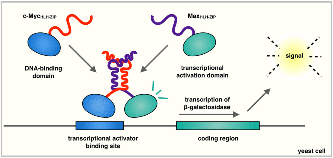 Fig.1 Schematic representation of the yeast two-hybrid system.