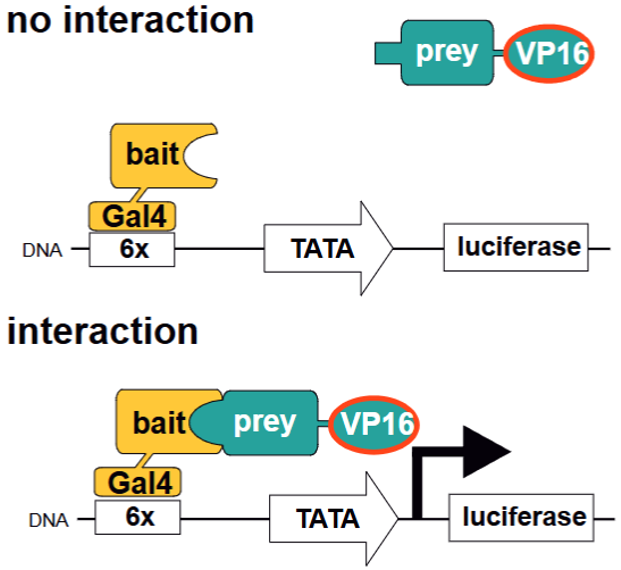 Fig.2 The quantification of protein-protein interactions in the M2H system.