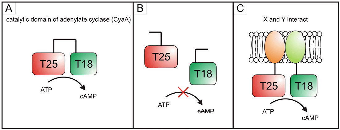 Fig.3 The bacterial adenylate cyclase two-hybrid assay.