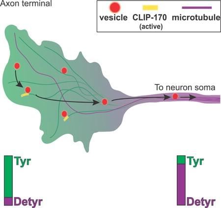 α-tubulin tyrosination and CLIP-170 phosphorylation regulate the initiation of dynein- driven transport in neurons.