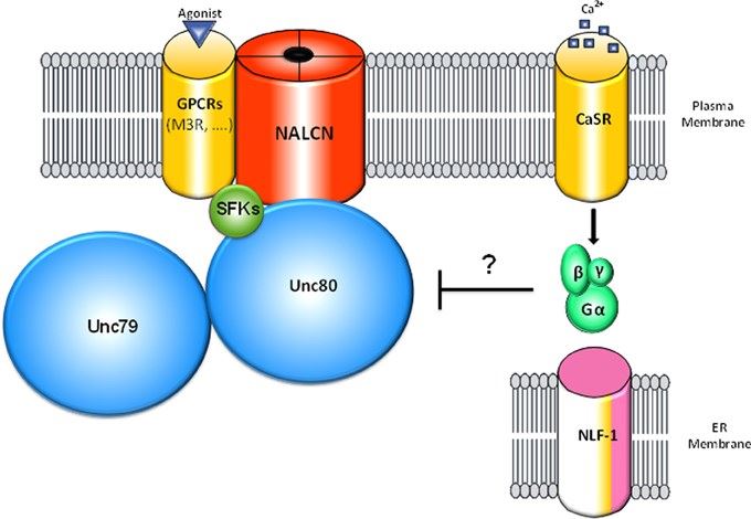 Schematic representation of the NALCN channelosome.