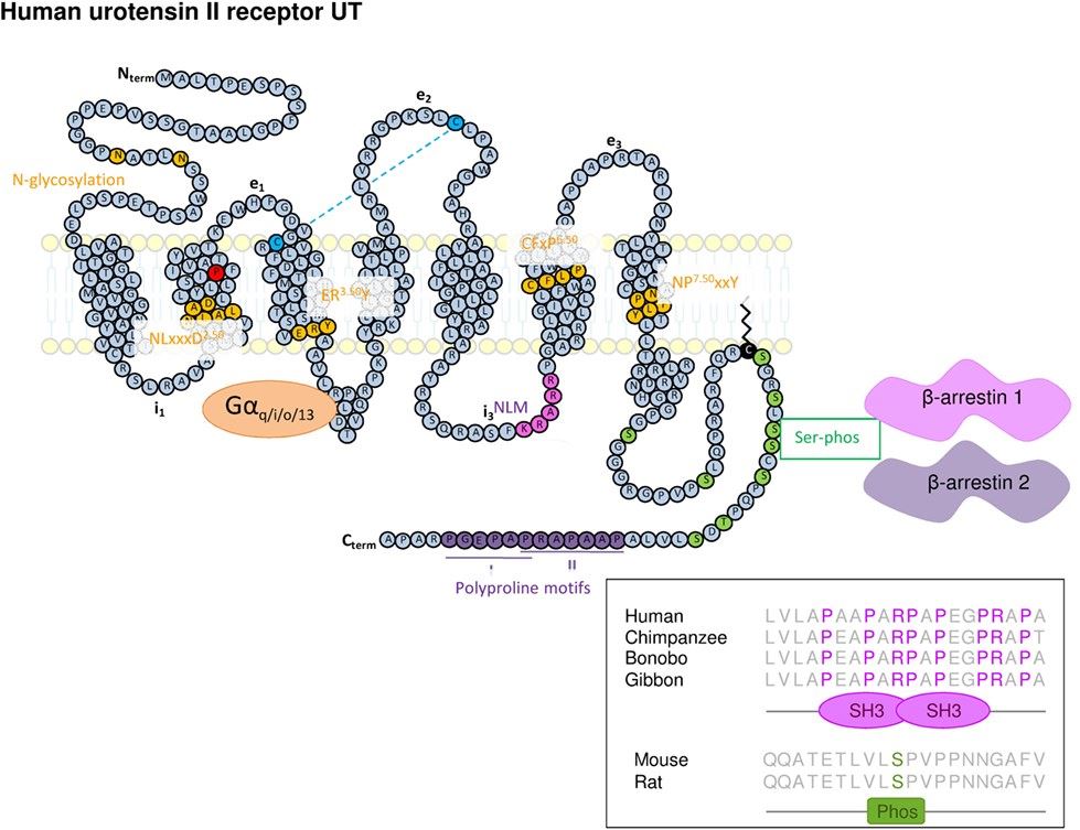 UTS2R Membrane Protein Introduction