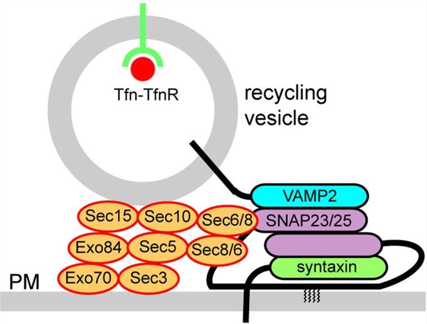 A model for tethering and fusion of Tfn-TfnR-containing recycling vesicles with the PM, mediated by Rab11, the exocyst and SNAREs.