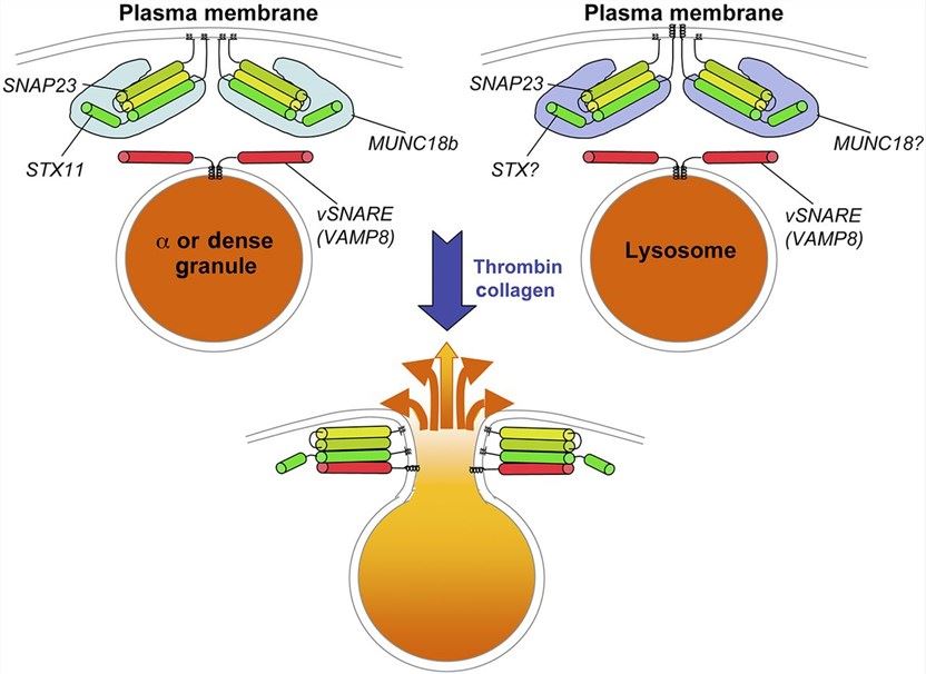SNARE-dependent fusion of platelet granules with the plasma membrane. Top panels depict α granules or dense granules (left) or lysosomes (right) in resting platelets.