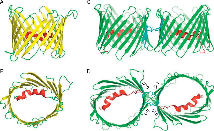 VDAC1 Membrane Protein Introduction