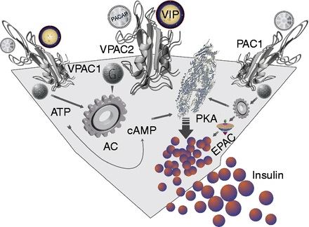 Mechanism of VIP-augmented glucose-induced insulin secretion.