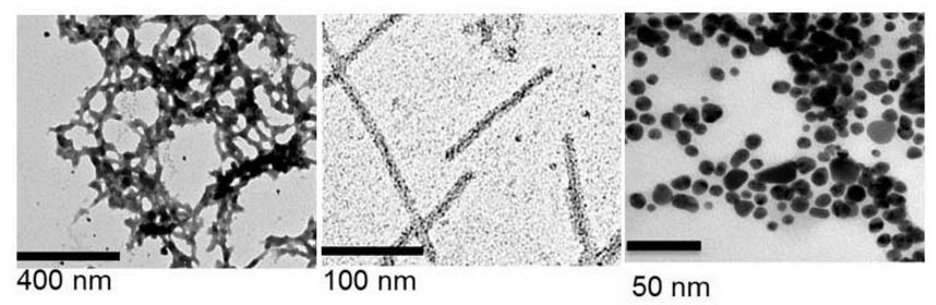 Examples of nanomaterials constructed by plant cells system viewed using transmission electron microscopy