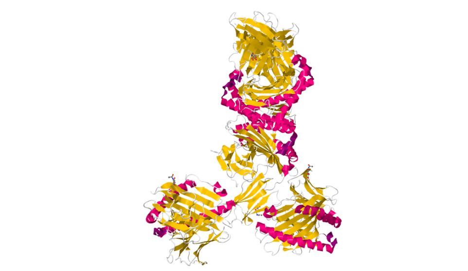 Structure of Vomeronasal receptor, type 1.