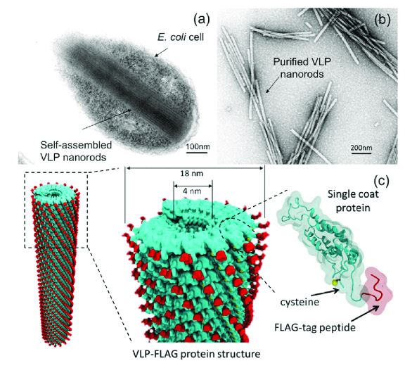 Images of (a) VLP nanorods formed in an E. coli bacterial cell under transmission electron microscopy (TEM) and (b) purified VLP nanorods from the cell residues. (c) Three-dimensional schematics of a VLP formed by helical arrangements of identical CPs expressing cysteine residues and FLAG-tag sequences. (ACS Applied Materials & Interfaces, 2017)
