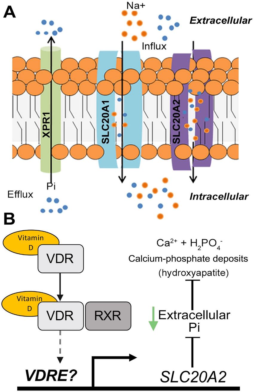 XPR1 Membrane Protein Introduction
