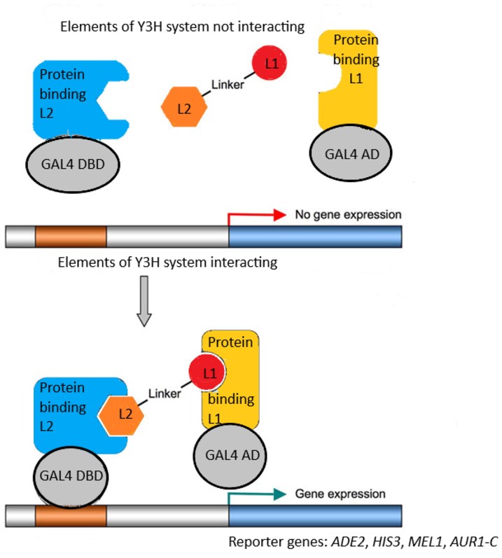 Fig.1 The Y3H system for protein interaction identification