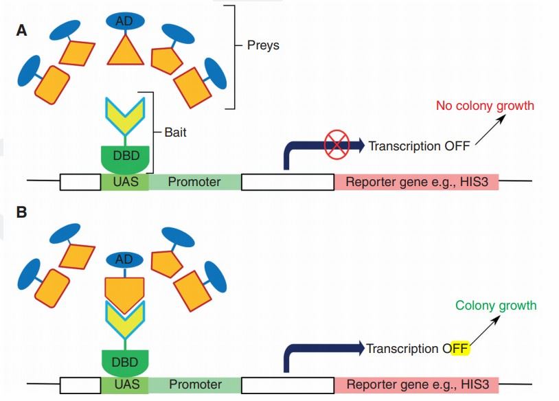 The yeast two-hybrid system is a genetic tool used to detect interactions between two proteins.