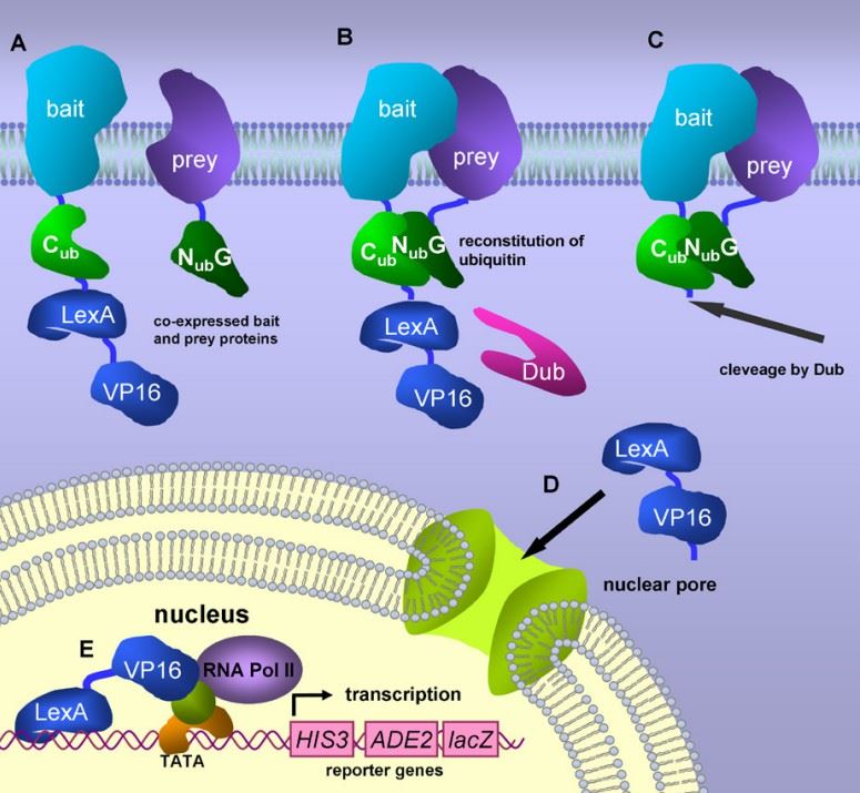 Main components of the membrane-based split-ubiquitin Y2H system.